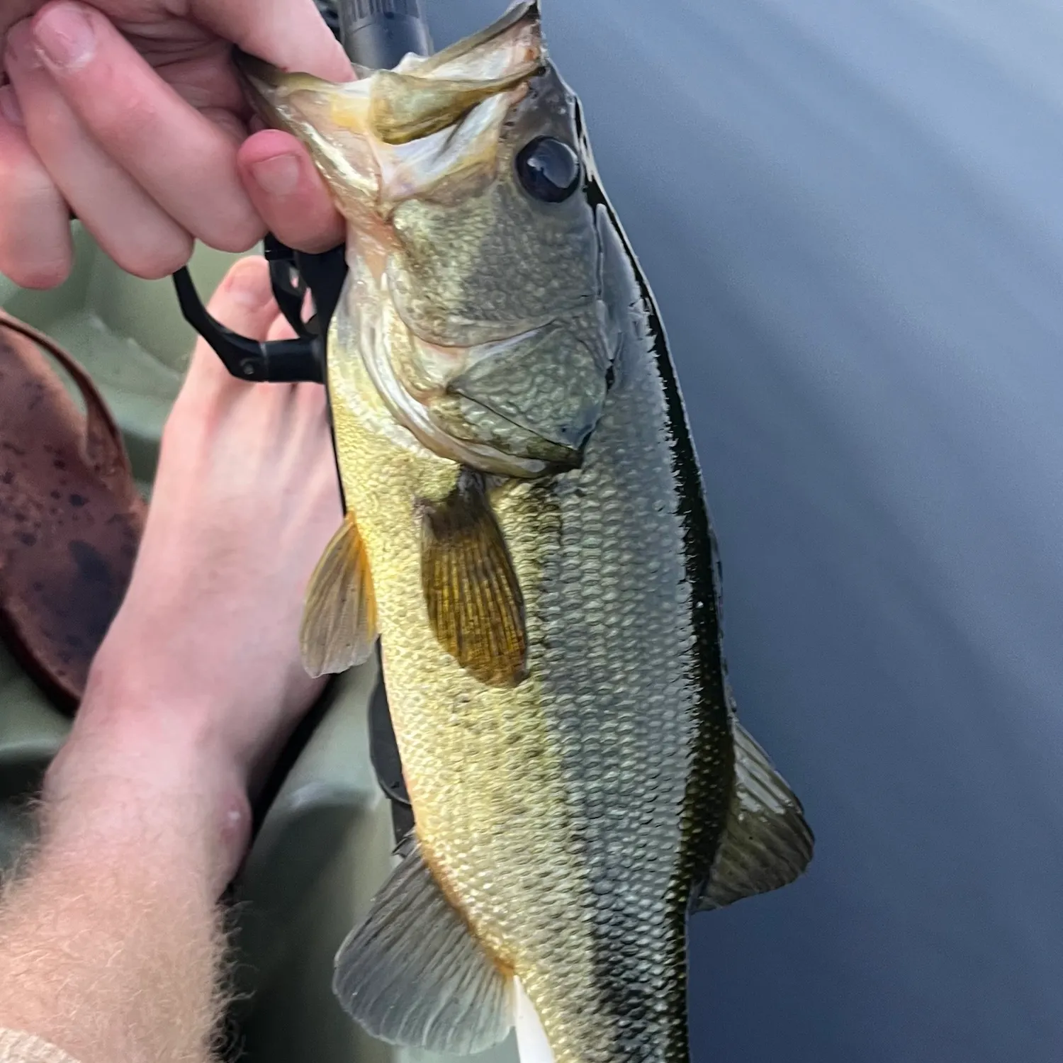 Largemouth bass caught on Fishbrain