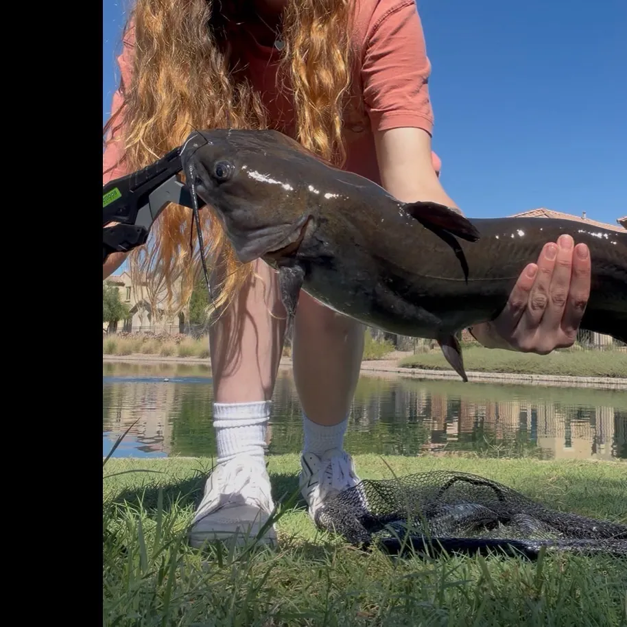 Channel catfish caught on Fishbrain