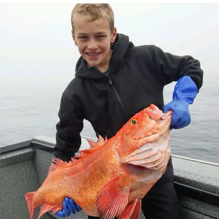 The most recent Yelloweye rockfish catches on Fishbrain