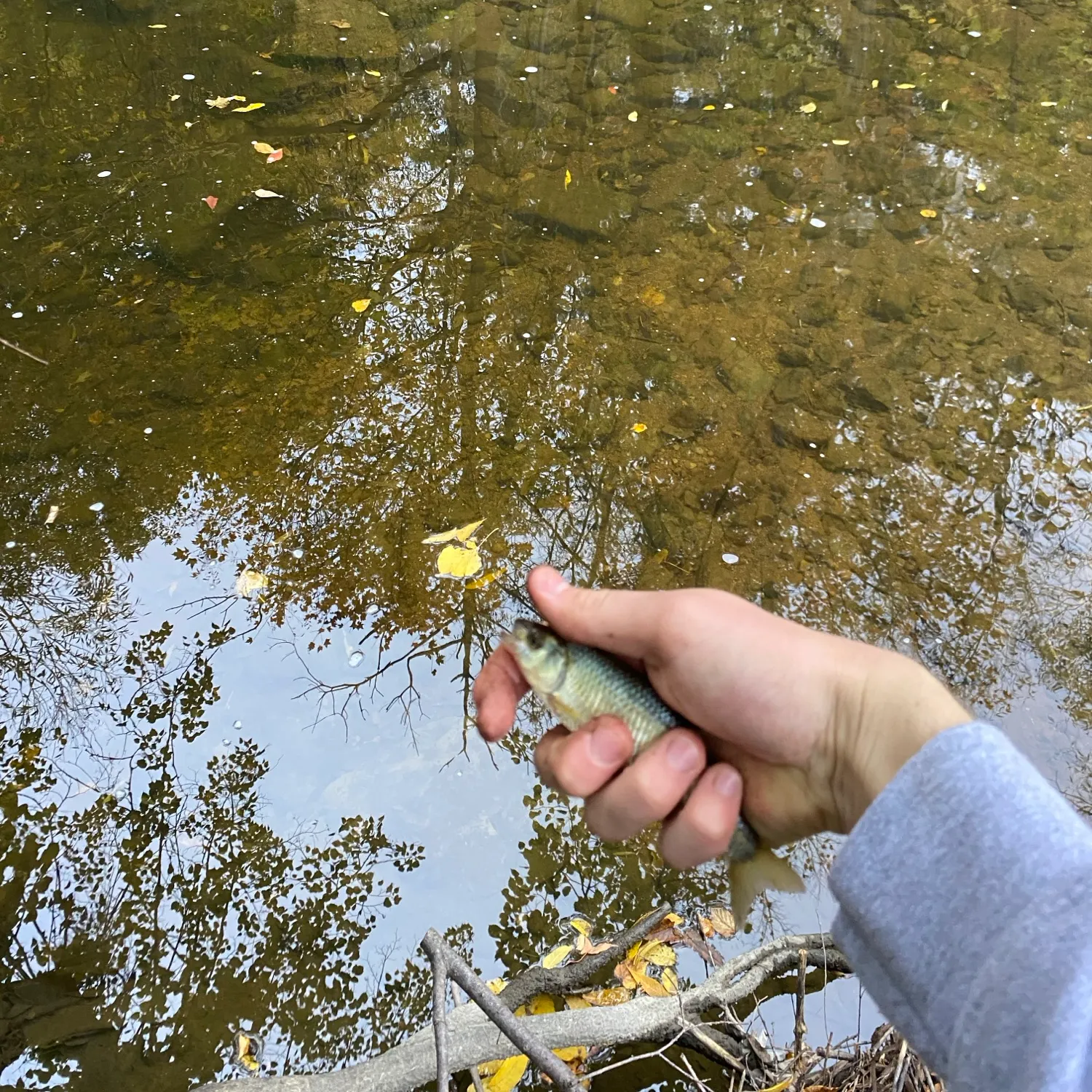 Striped shiner caught on Fishbrain