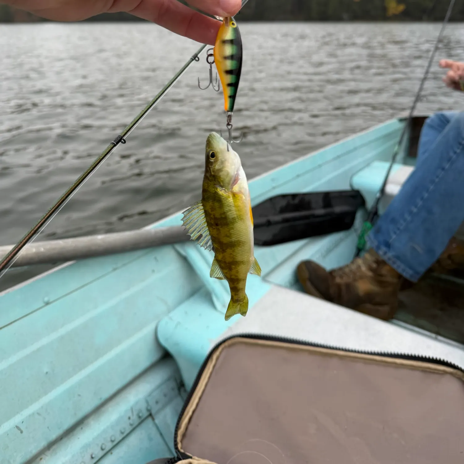 Yellow perch caught on Fishbrain