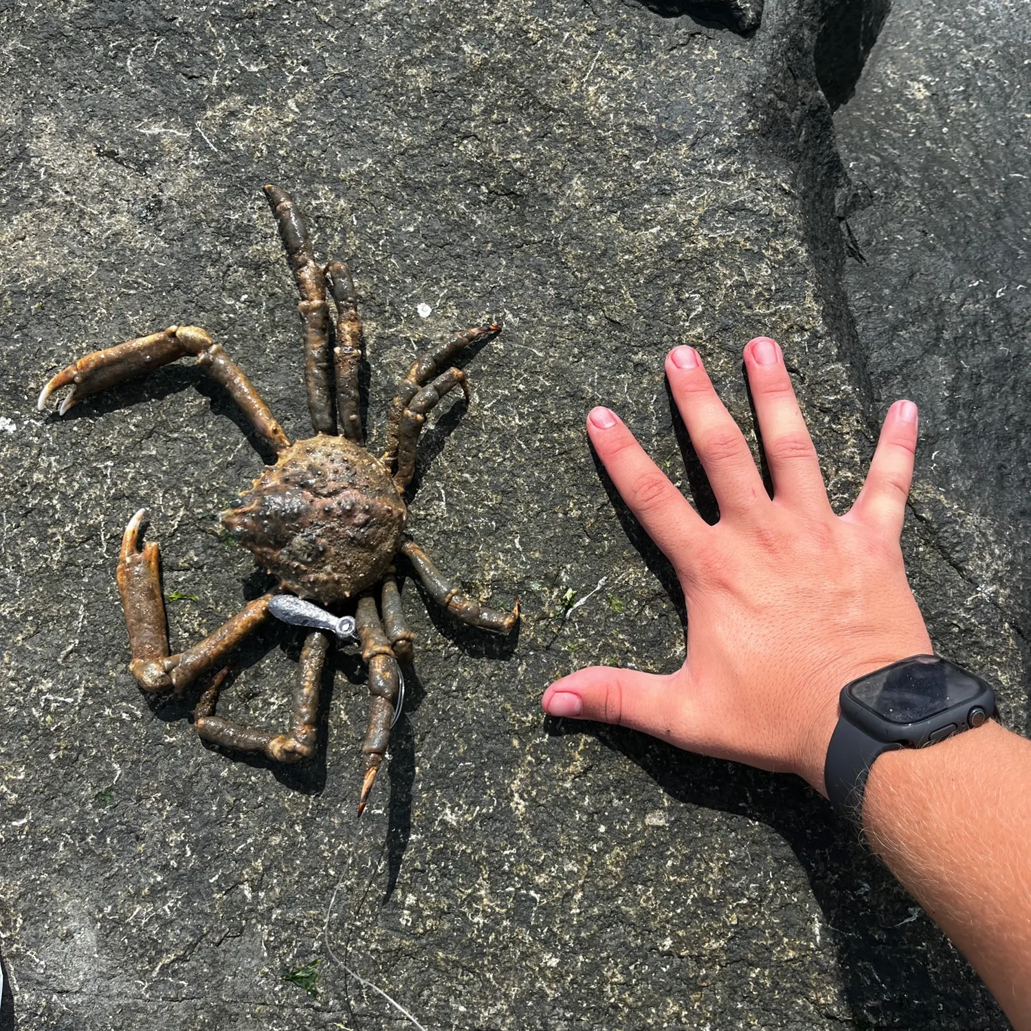 Portly spider crab caught on Fishbrain