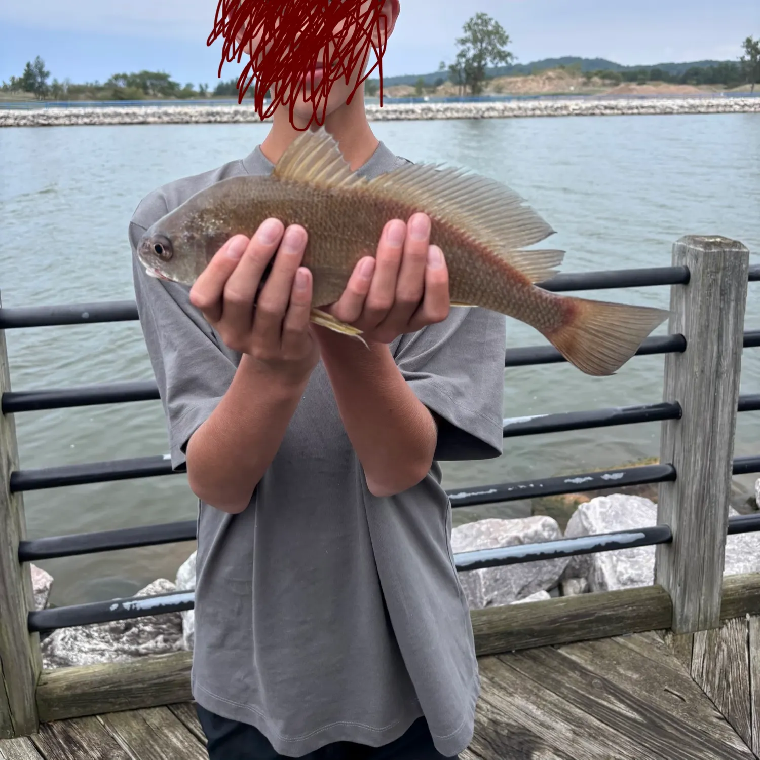 Freshwater drum caught on Fishbrain