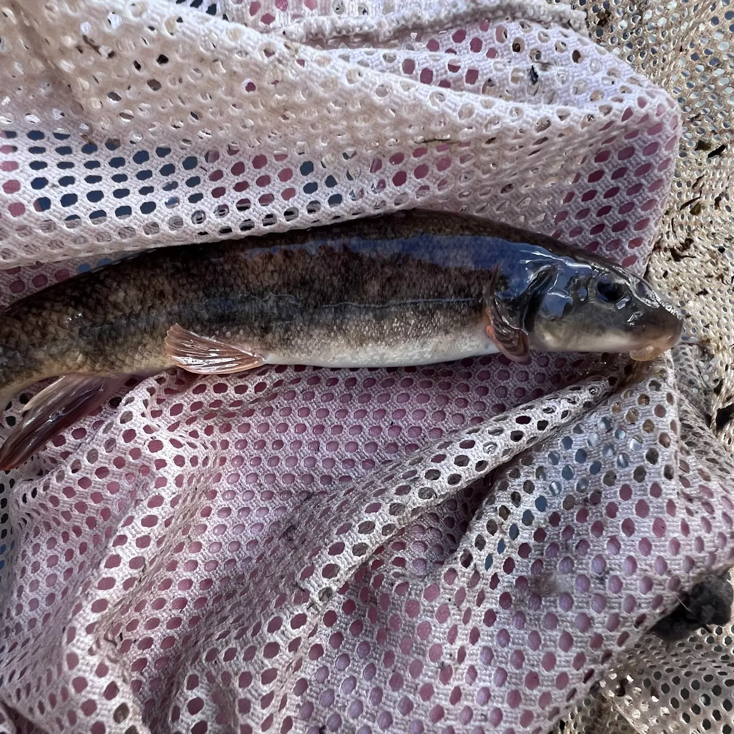 The most recent Mountain sucker catches on Fishbrain