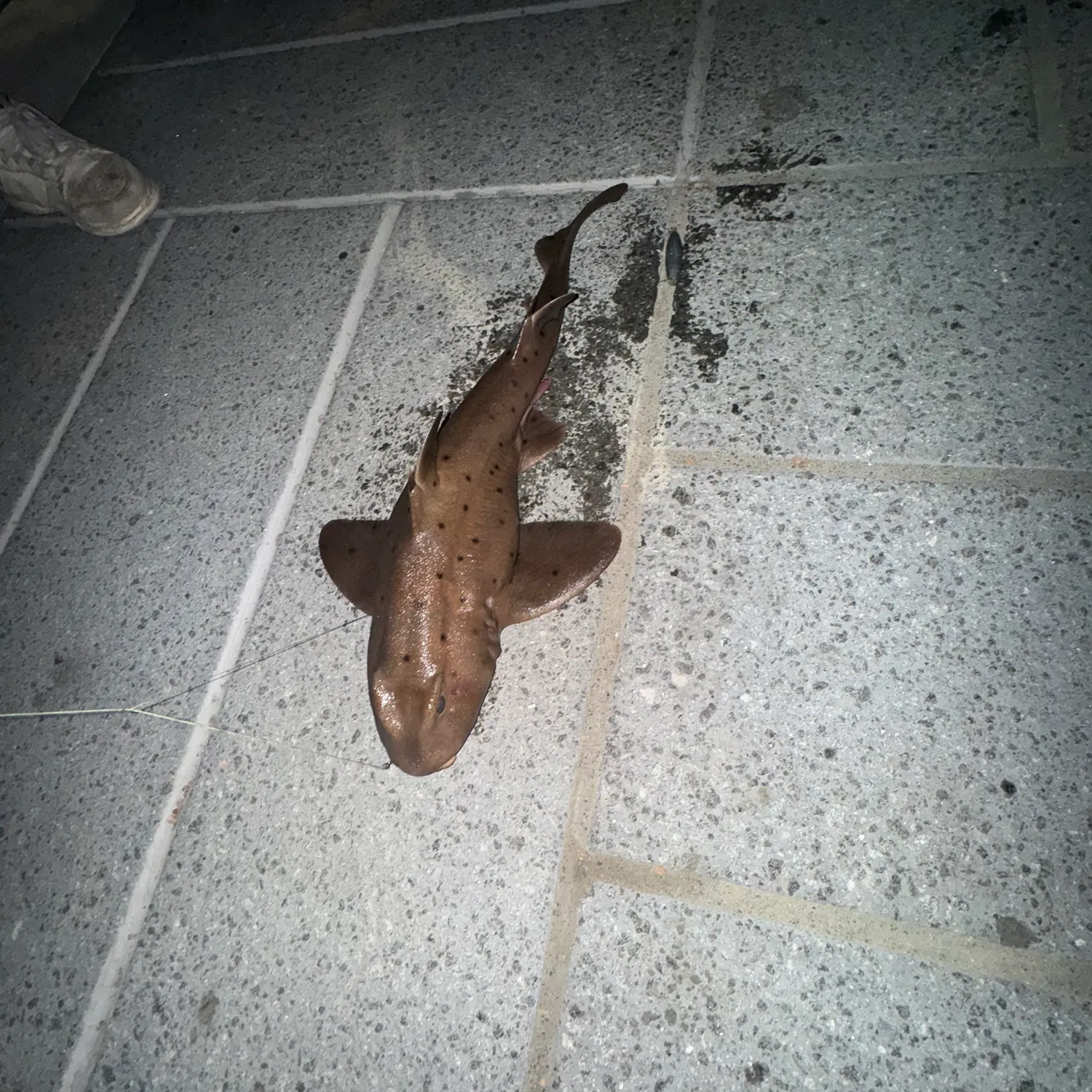 The most recent Zebra shark catches on Fishbrain