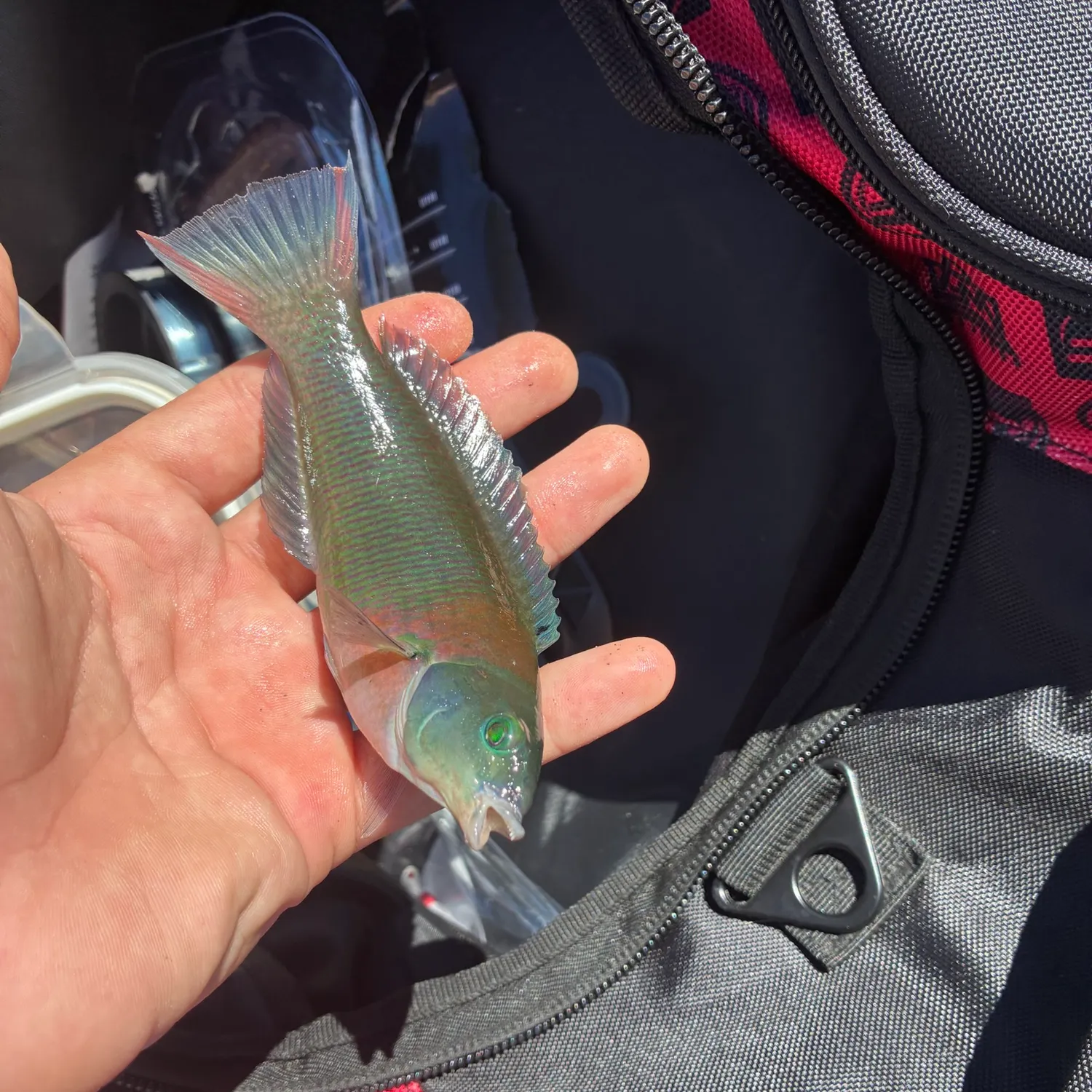 Fish caught on Fishbrain
