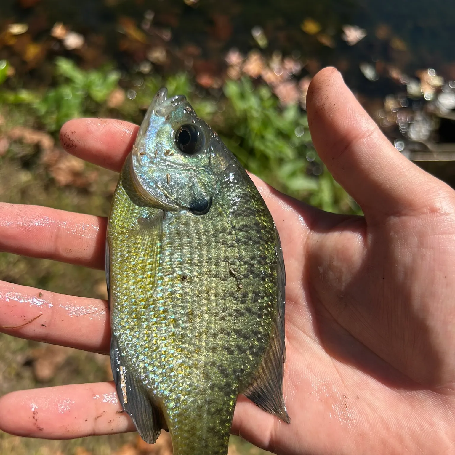 The most recent Bluegill catches on Fishbrain