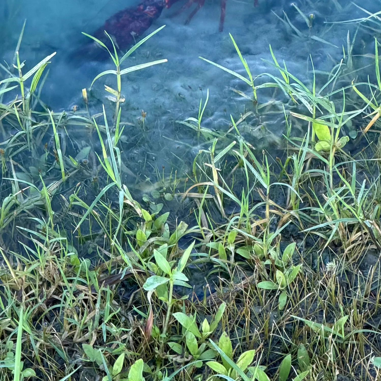 Fish caught on Fishbrain