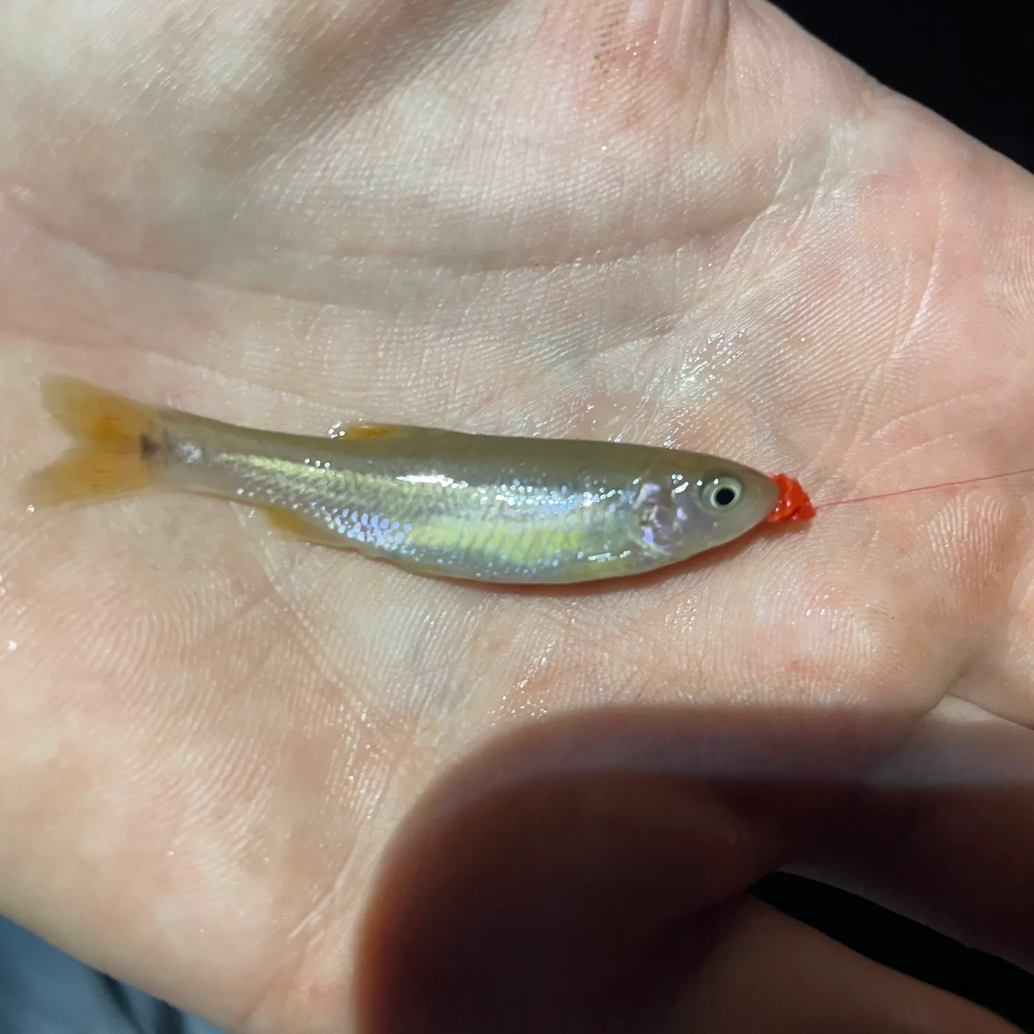 The most recent Dixie chub catches on Fishbrain