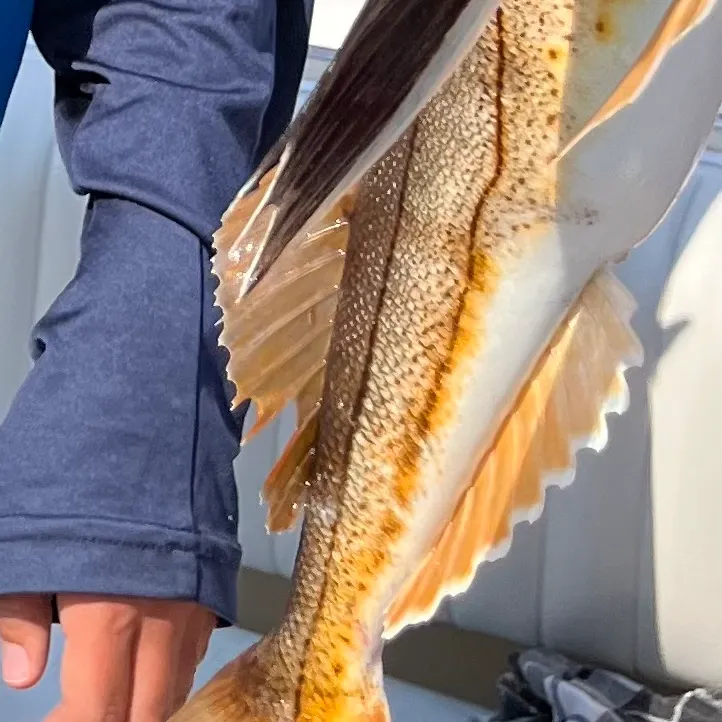 The most recent Striped searobin catches on Fishbrain