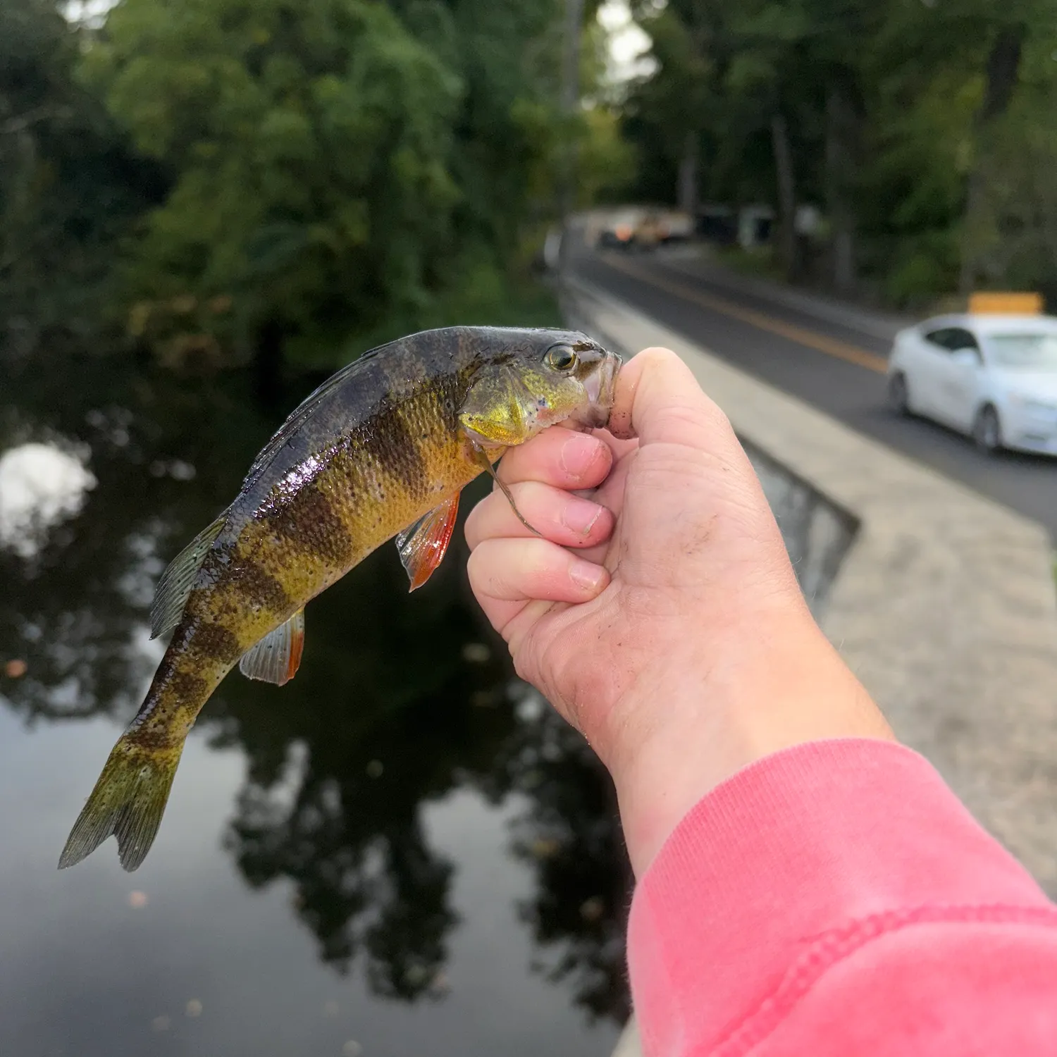 Yellow perch caught on Fishbrain