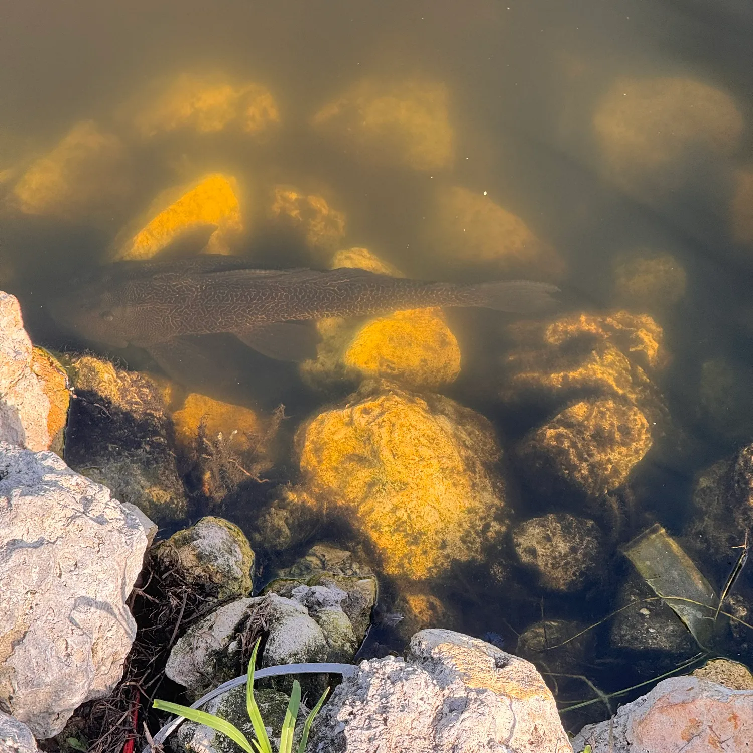 The most recent Orinoco sailfin catfish catches on Fishbrain