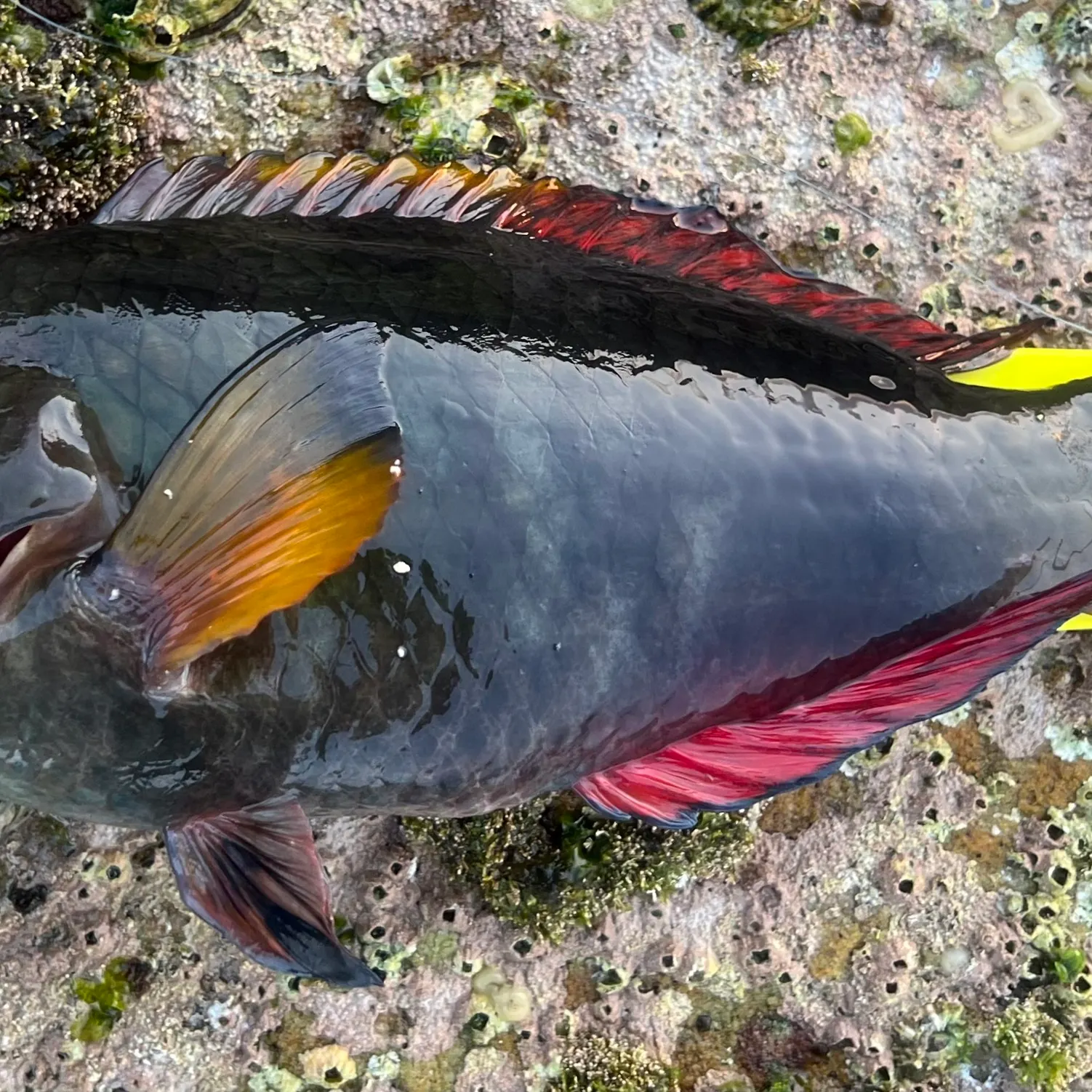 The most recent Crimsonband wrasse catches on Fishbrain