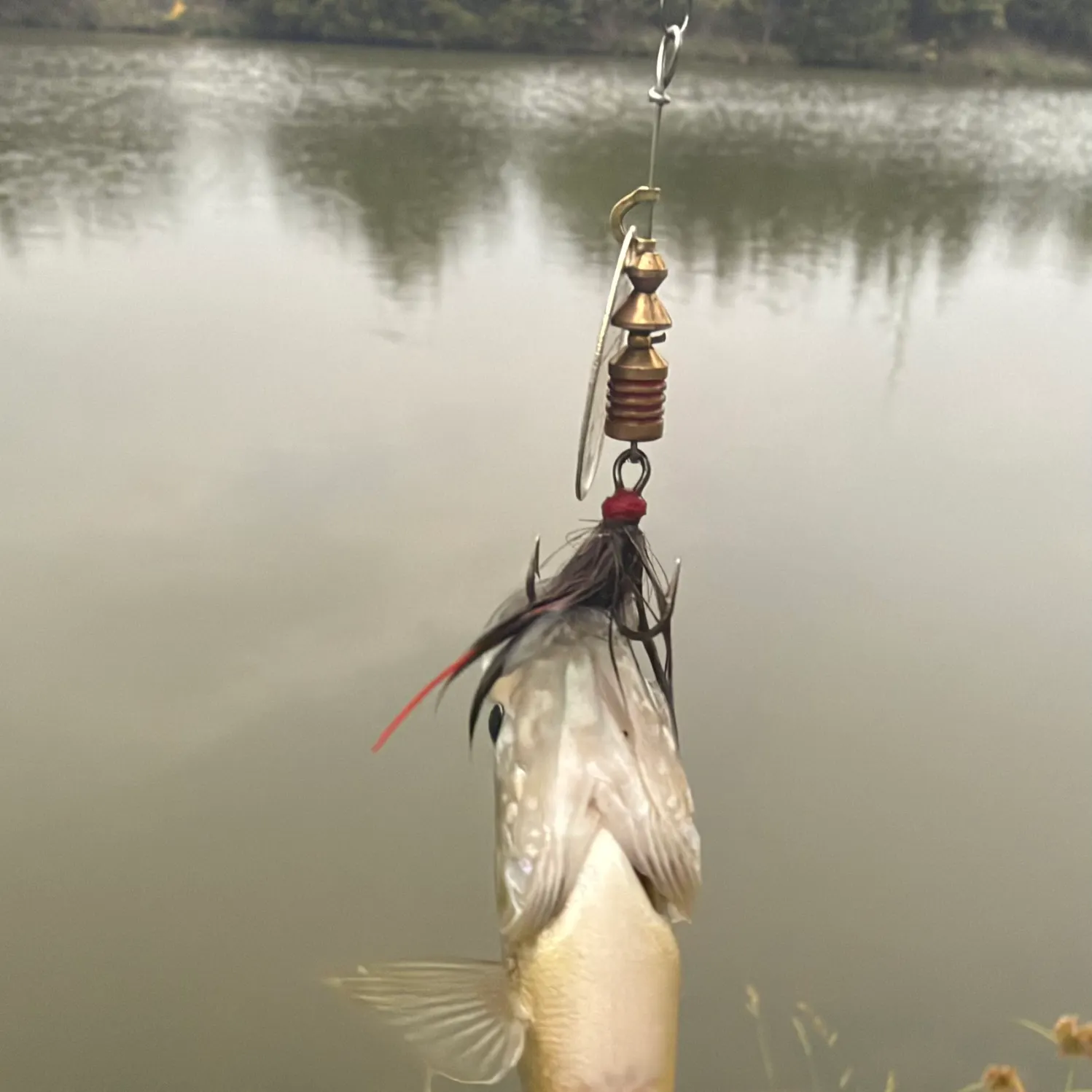 Greengill hybrid caught on Fishbrain