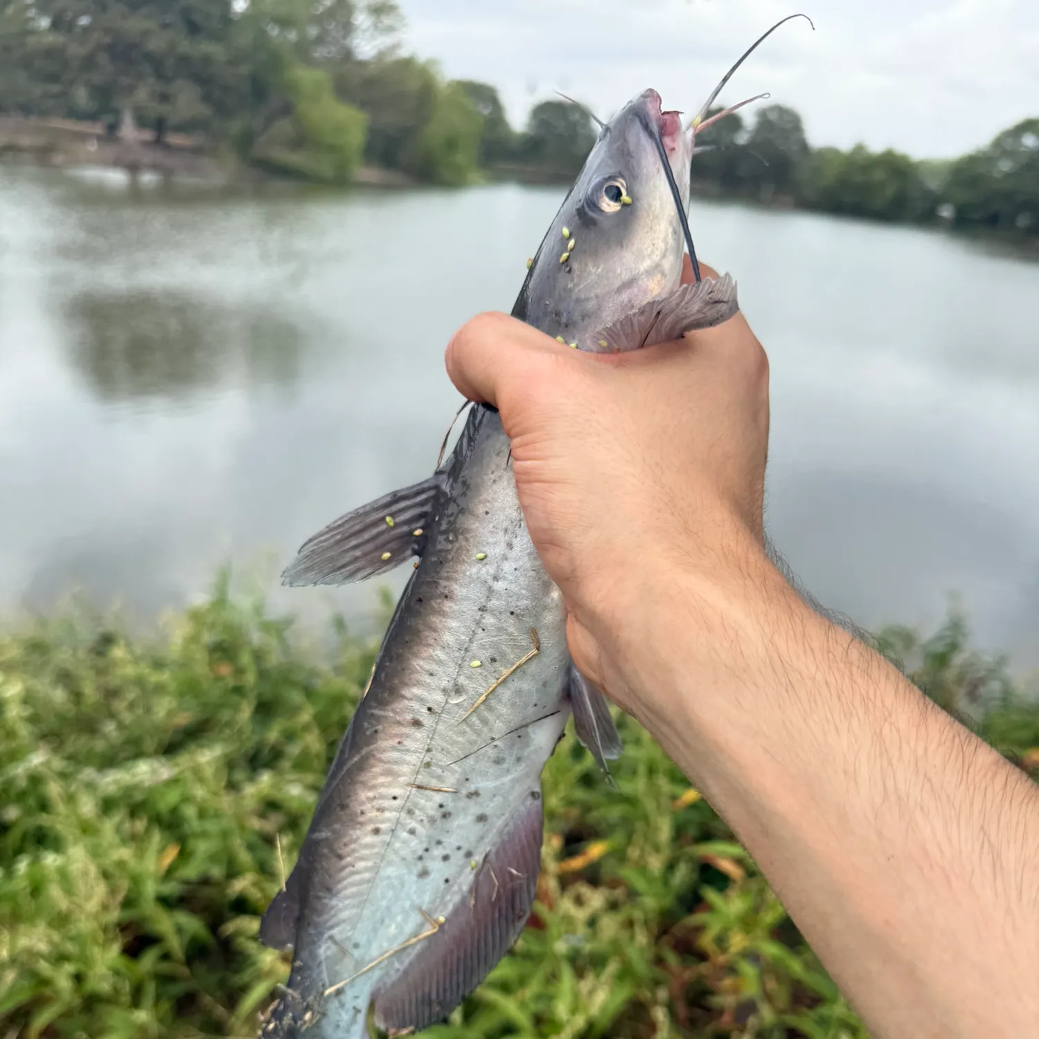 Channel catfish caught on Fishbrain