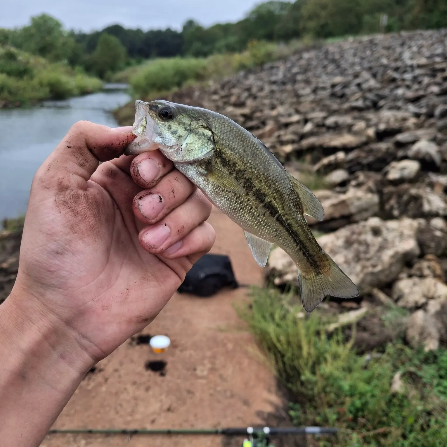 Largemouth bass caught on Fishbrain