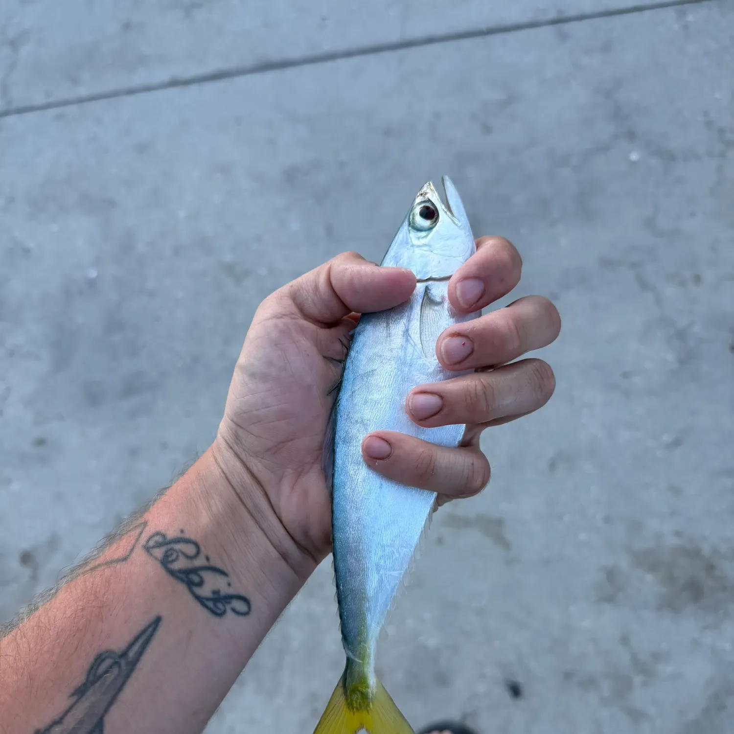 The most recent Leatherjack catches on Fishbrain