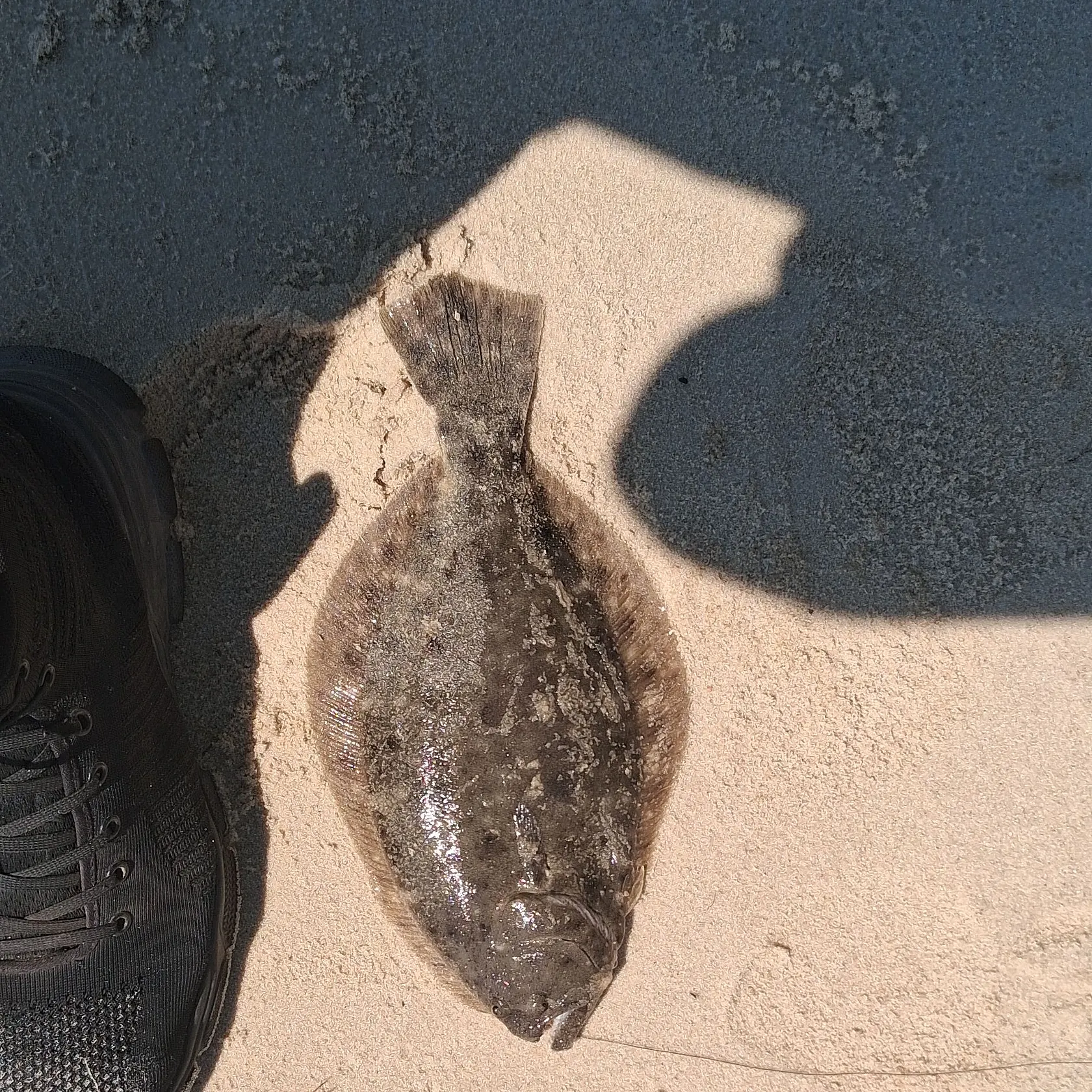 Summer flounder caught on Fishbrain
