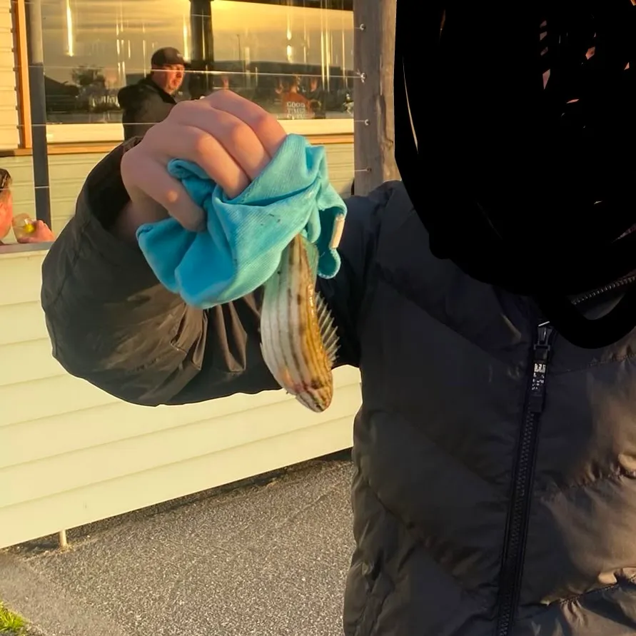 The most recent Bartail flathead catches on Fishbrain