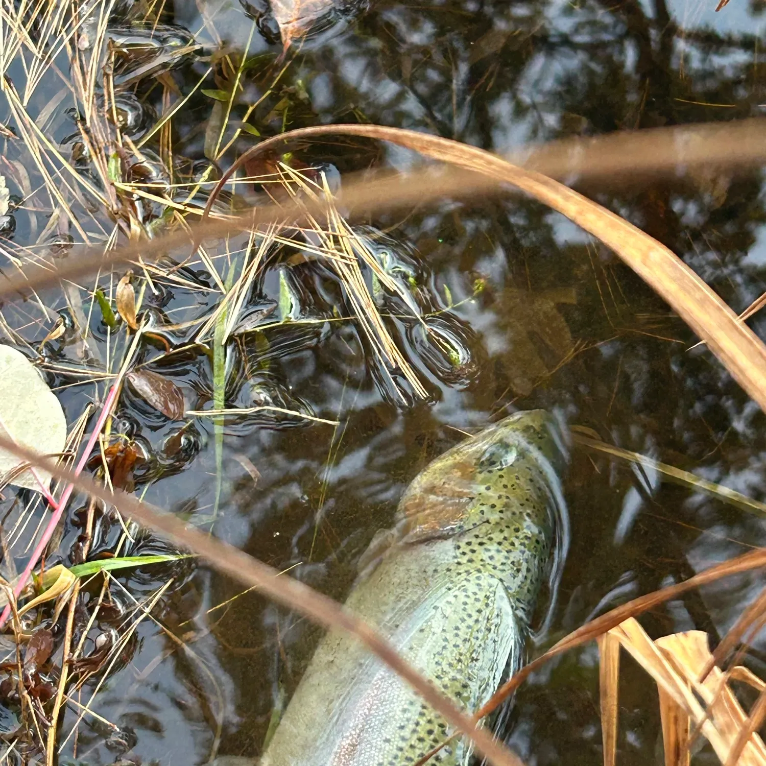 Rainbow trout caught on Fishbrain