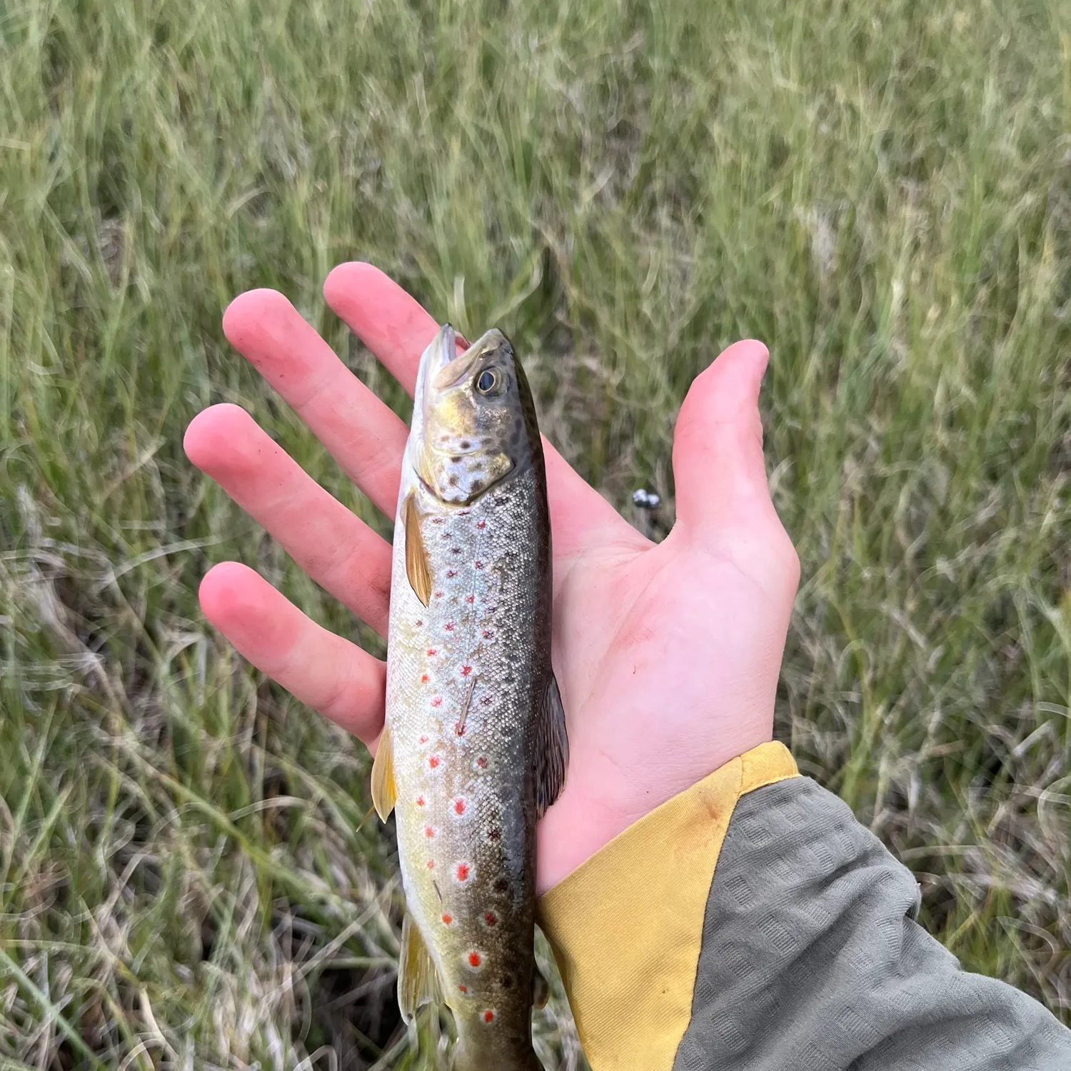 Brown trout caught on Fishbrain