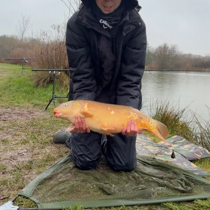 The most recent Leather carp catches on Fishbrain