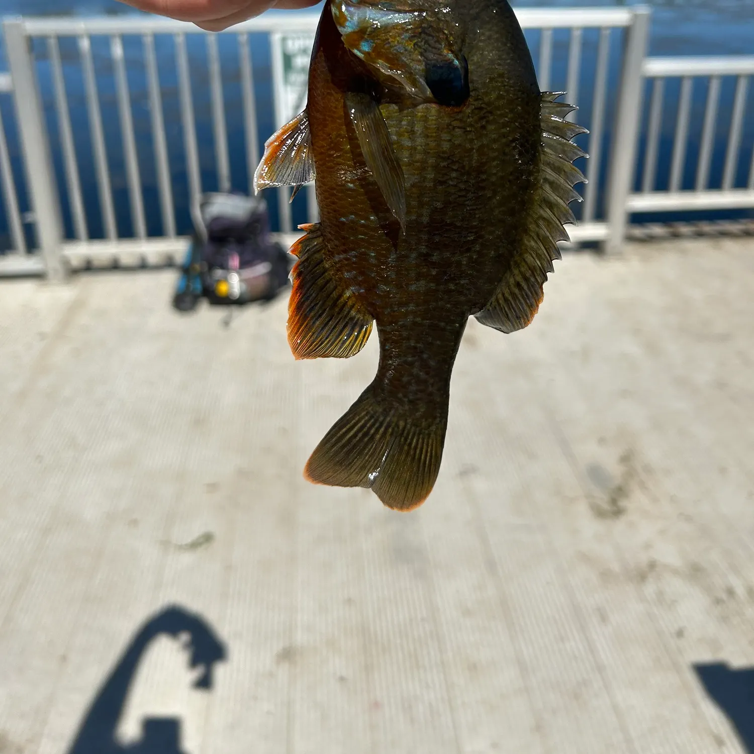 Greengill hybrid caught on Fishbrain