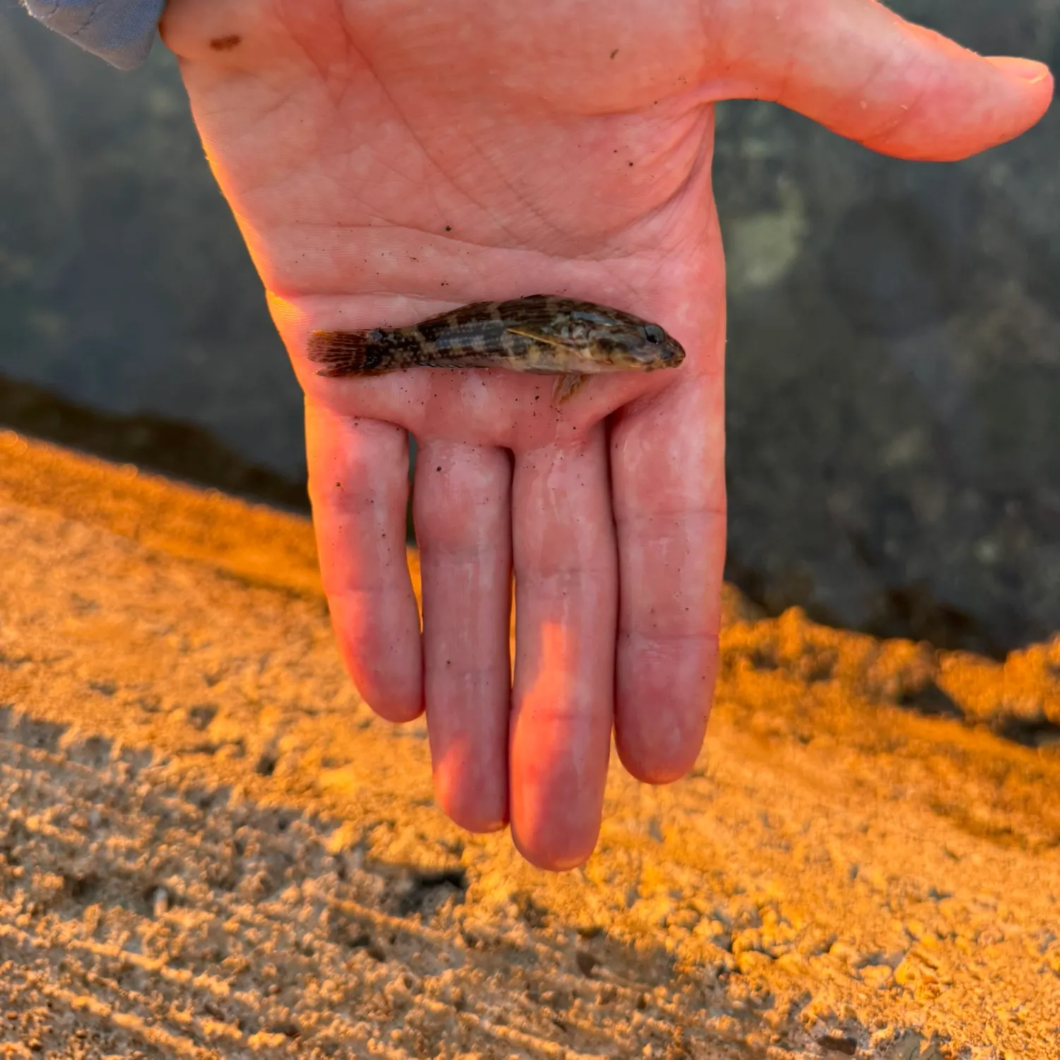 The most recent Panamic frillfin catches on Fishbrain