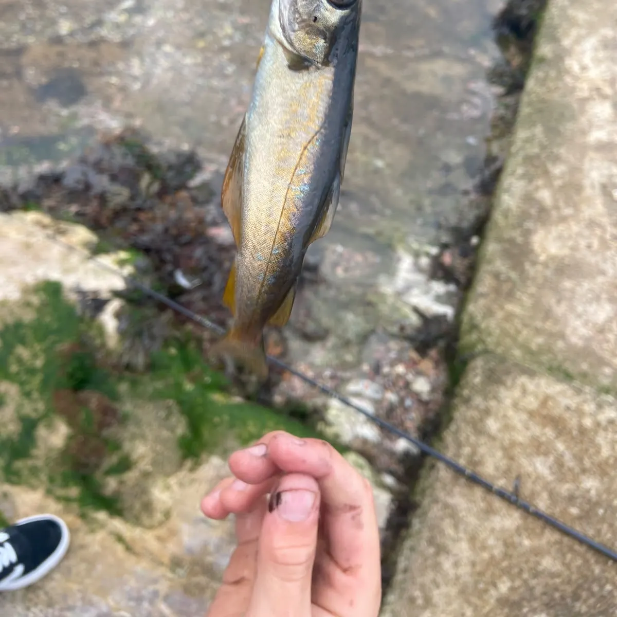 Alaska pollock caught on Fishbrain