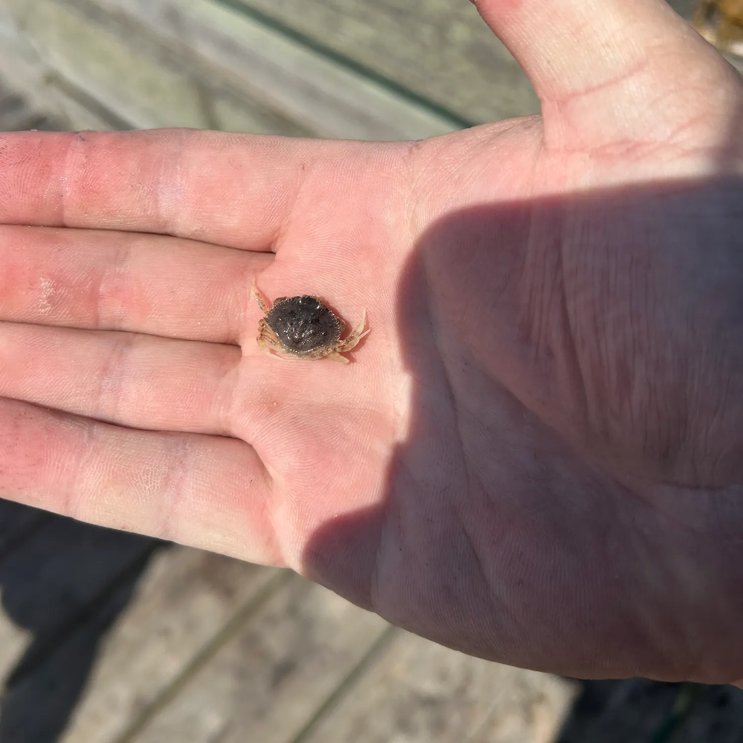 The most recent Green crab catches on Fishbrain