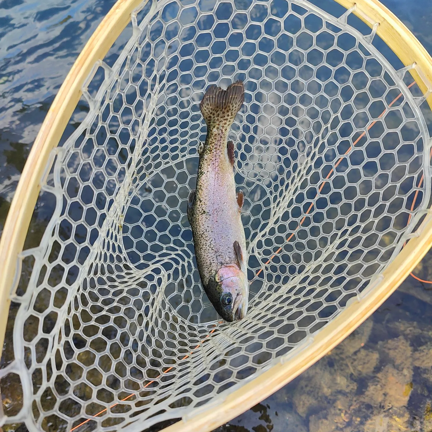 Rainbow trout caught on Fishbrain