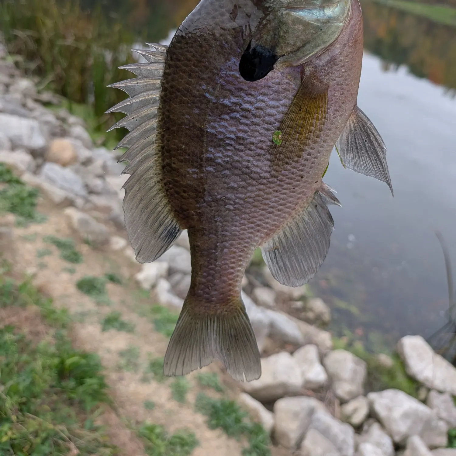 Bluegill caught on Fishbrain