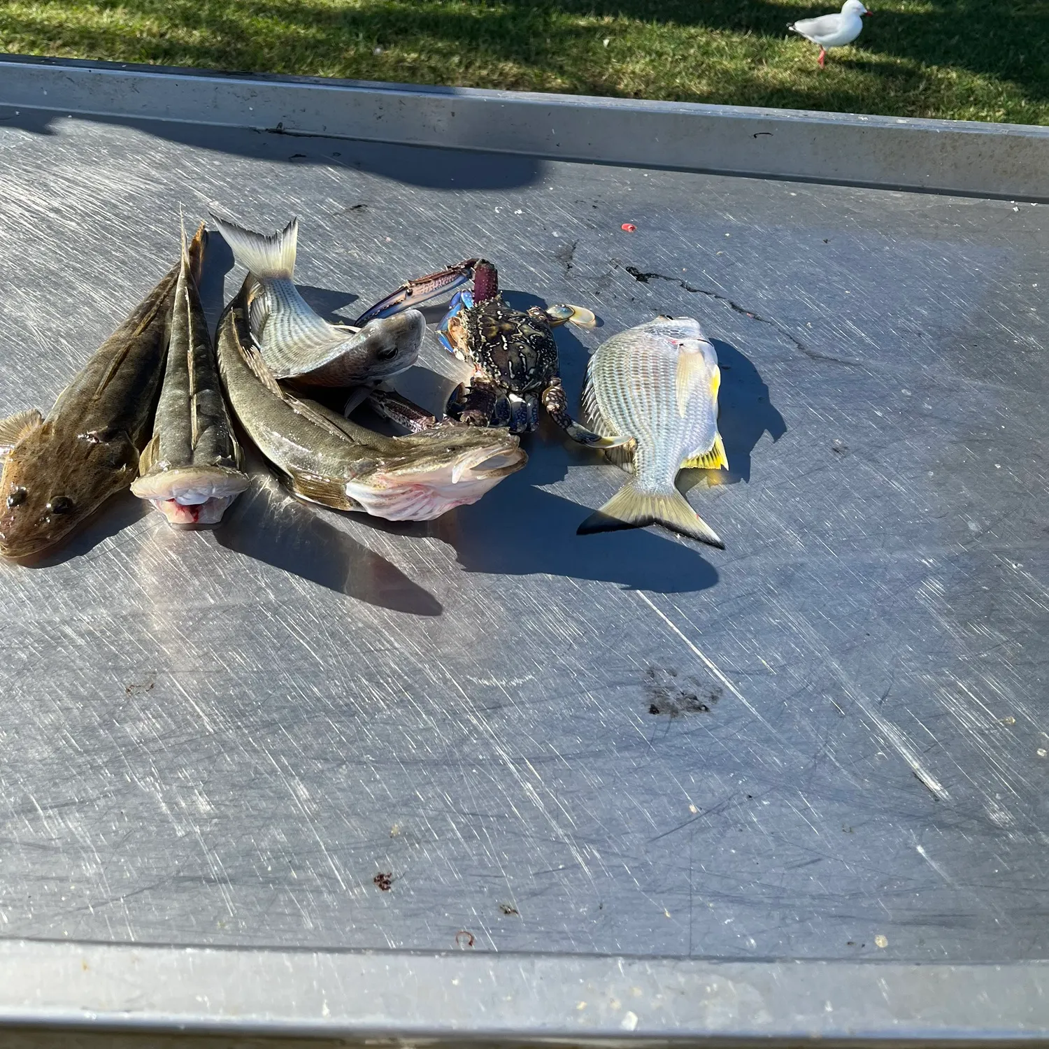 catch