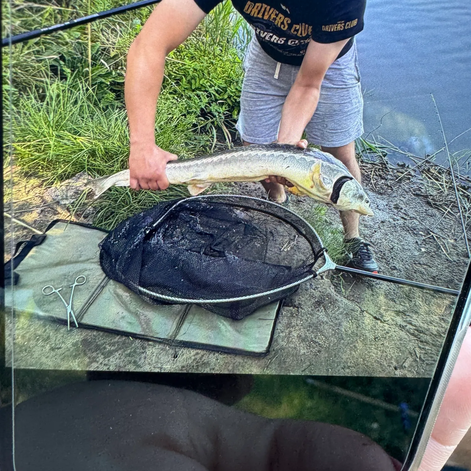 The most recent Green sturgeon catches on Fishbrain