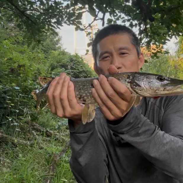Northern pike caught on Fishbrain