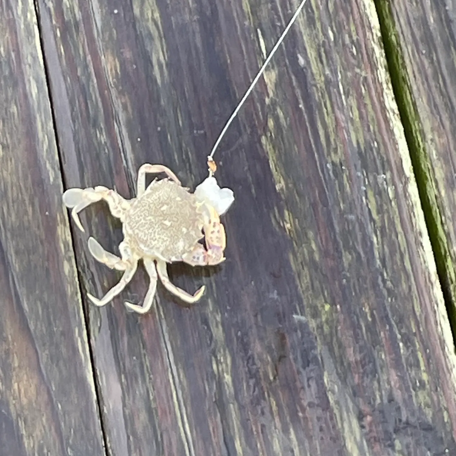 The most recent Blotched swimming crab catches on Fishbrain
