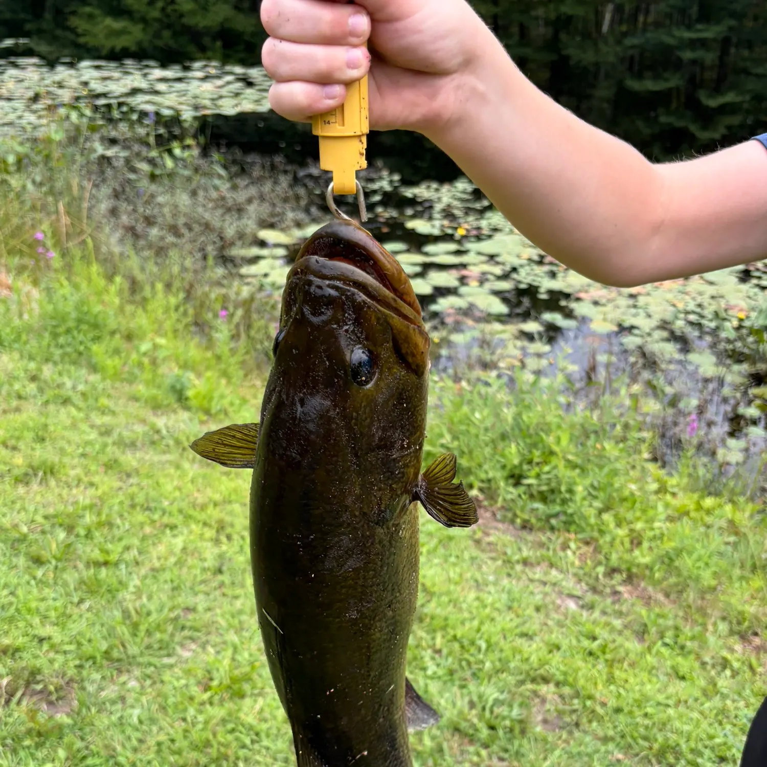 Fish caught on Fishbrain