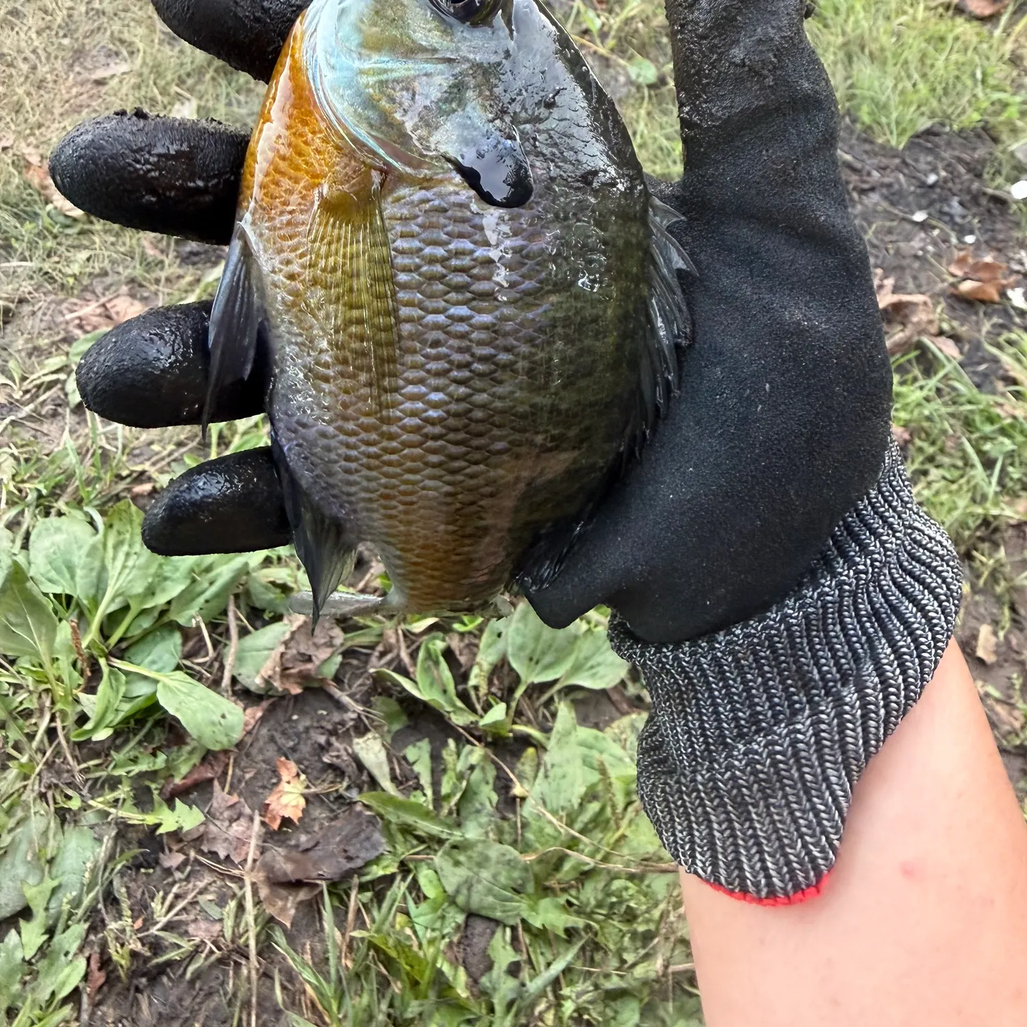 Bluegill caught on Fishbrain