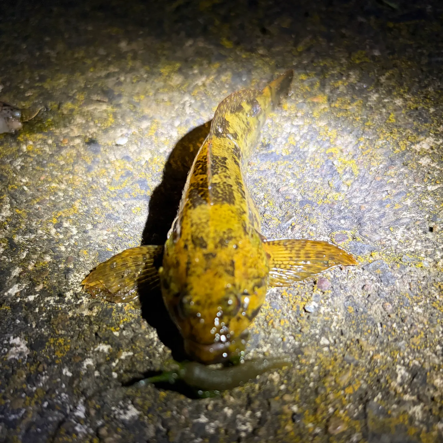The most recent Mottled sculpin catches on Fishbrain