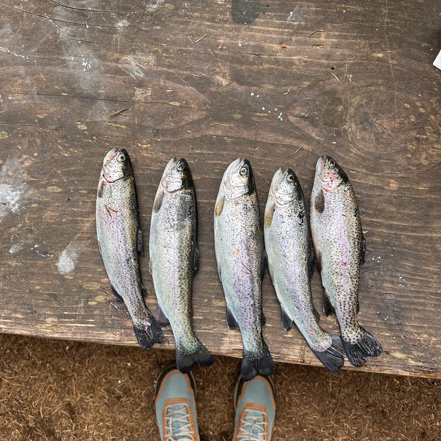 recently logged catches