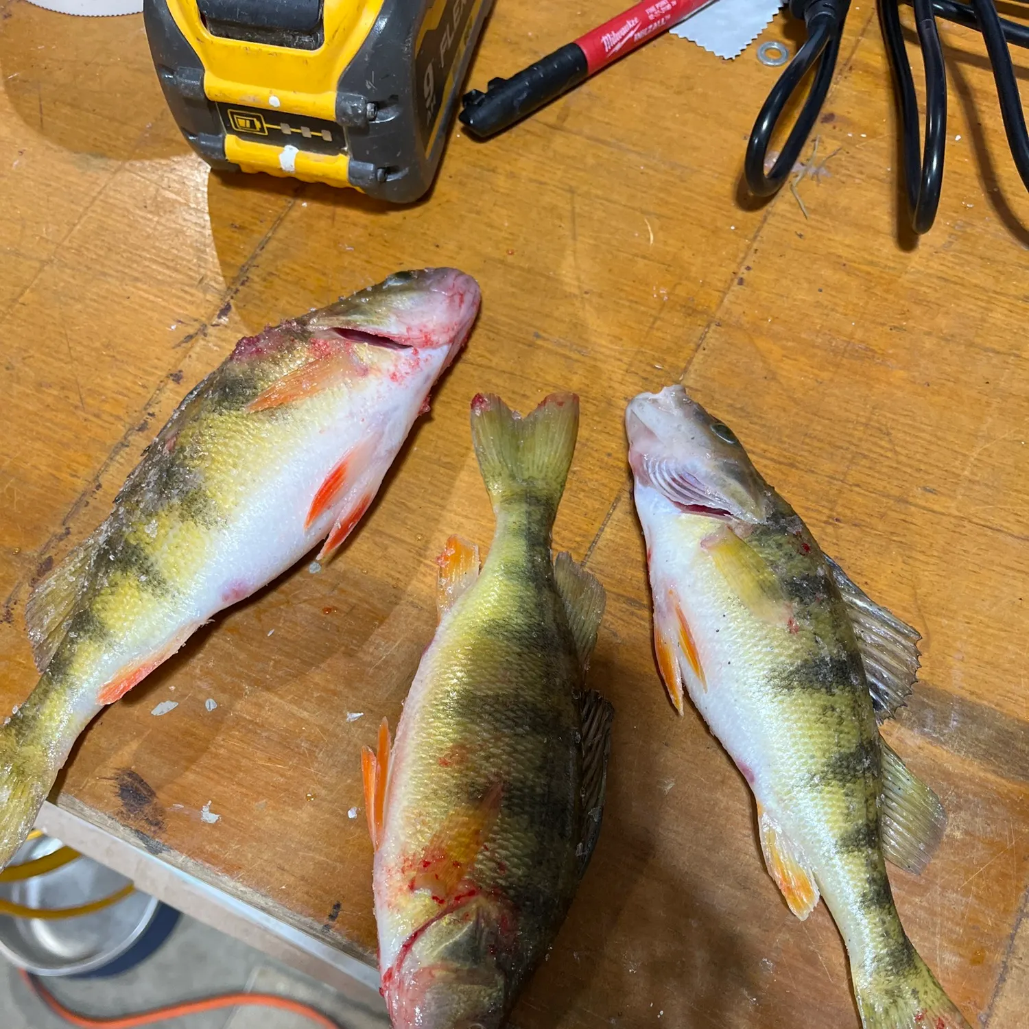 recently logged catches