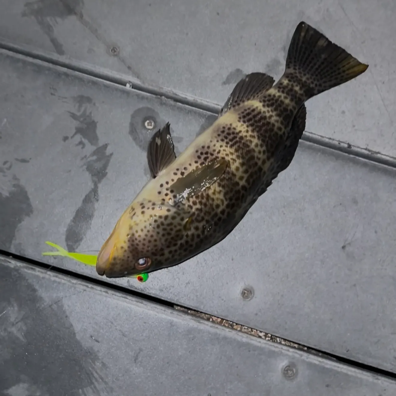Spotted sand bass caught on Fishbrain