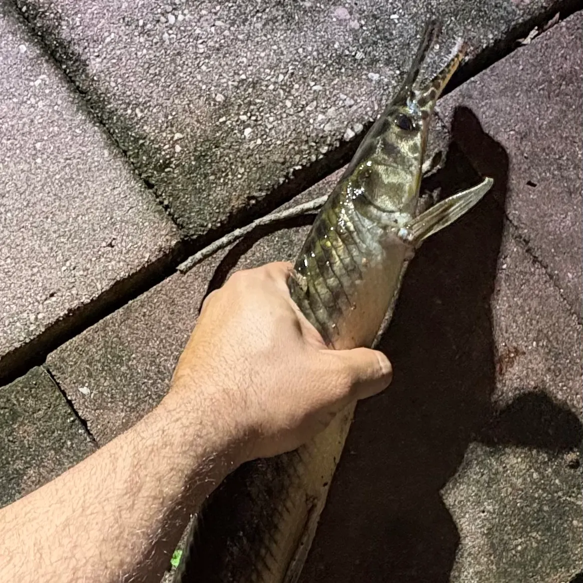 Spotted gar caught on Fishbrain