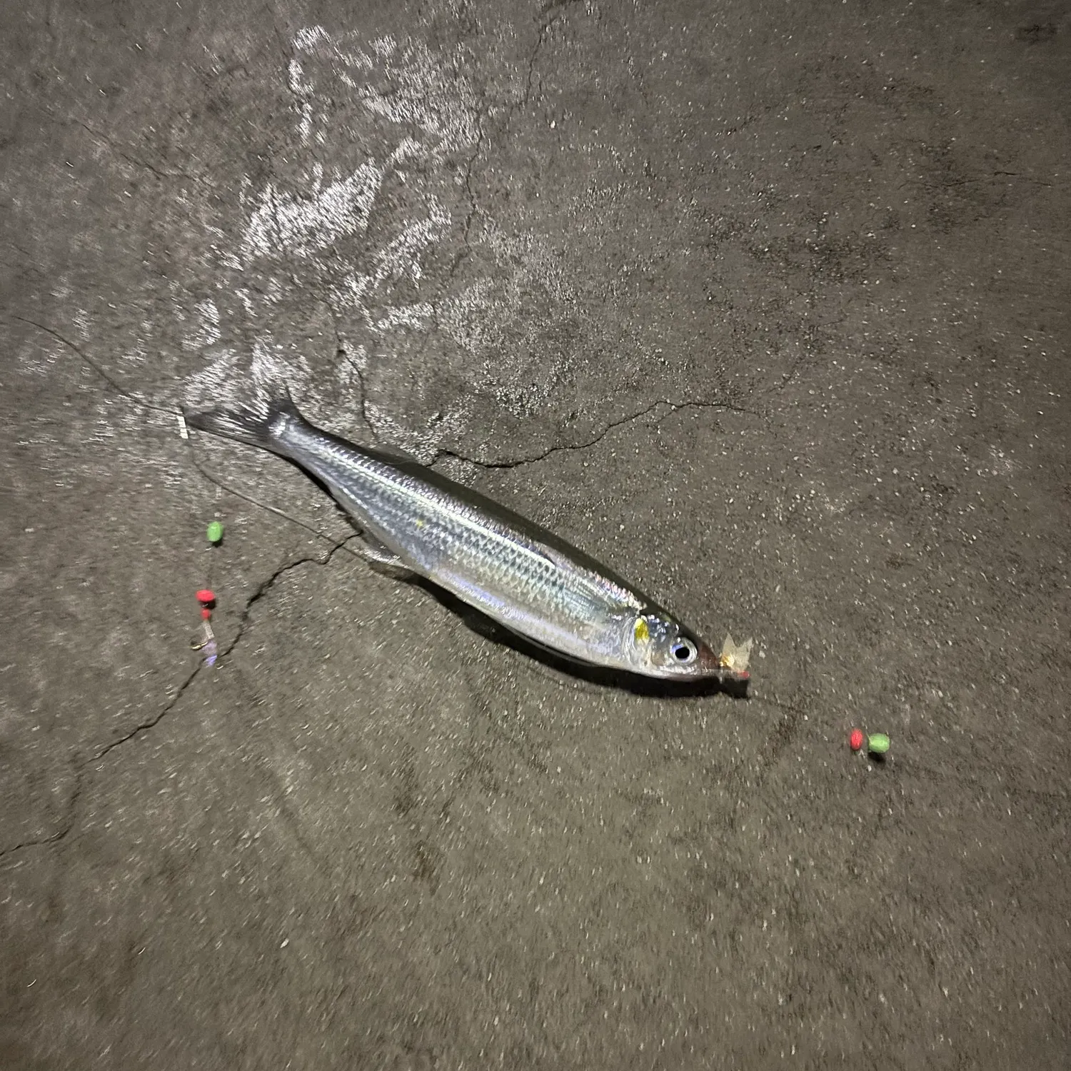 The most recent Striped mullet catches on Fishbrain