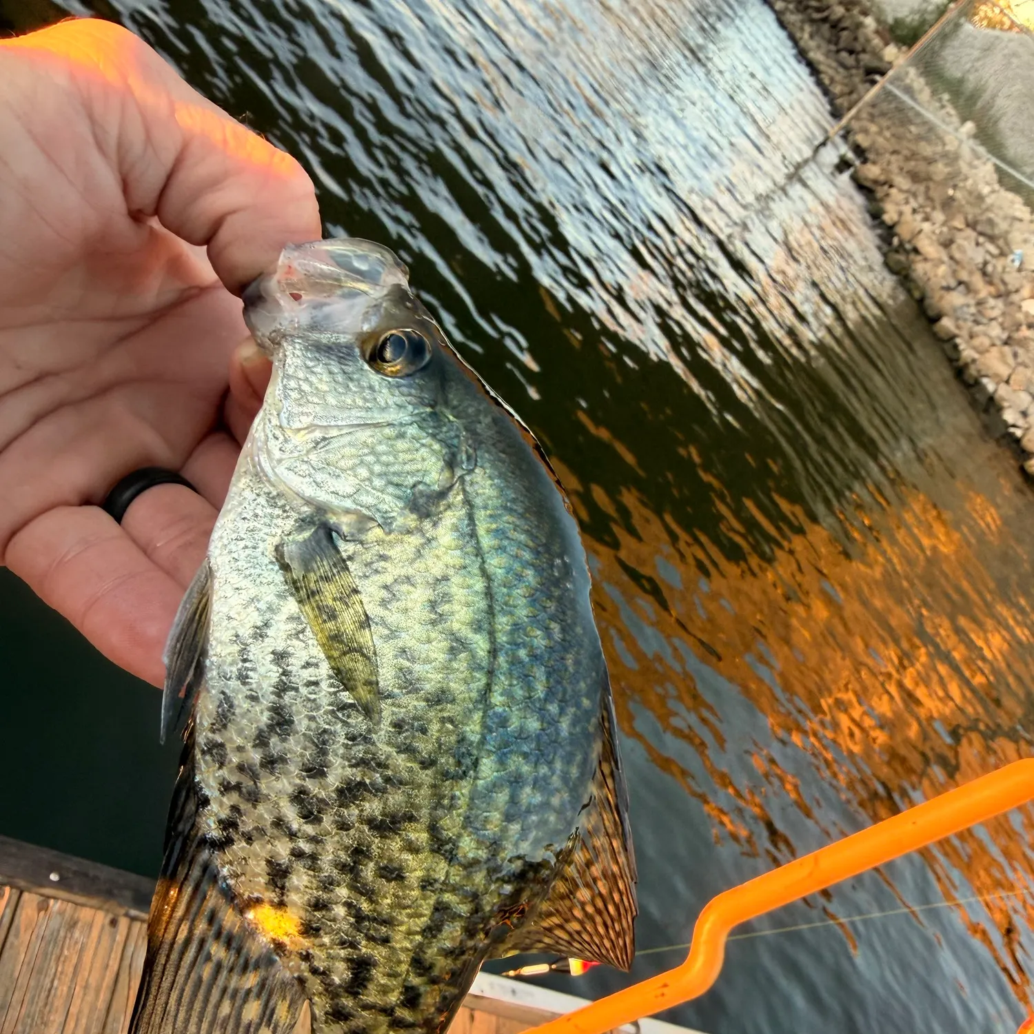 Black crappie caught on Fishbrain