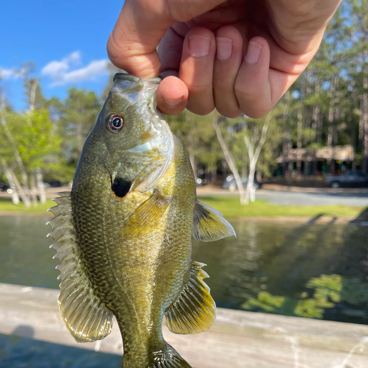 Green sunfish caught on Fishbrain