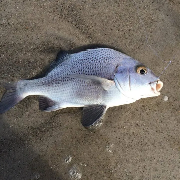 The most recent Black margate catches on Fishbrain