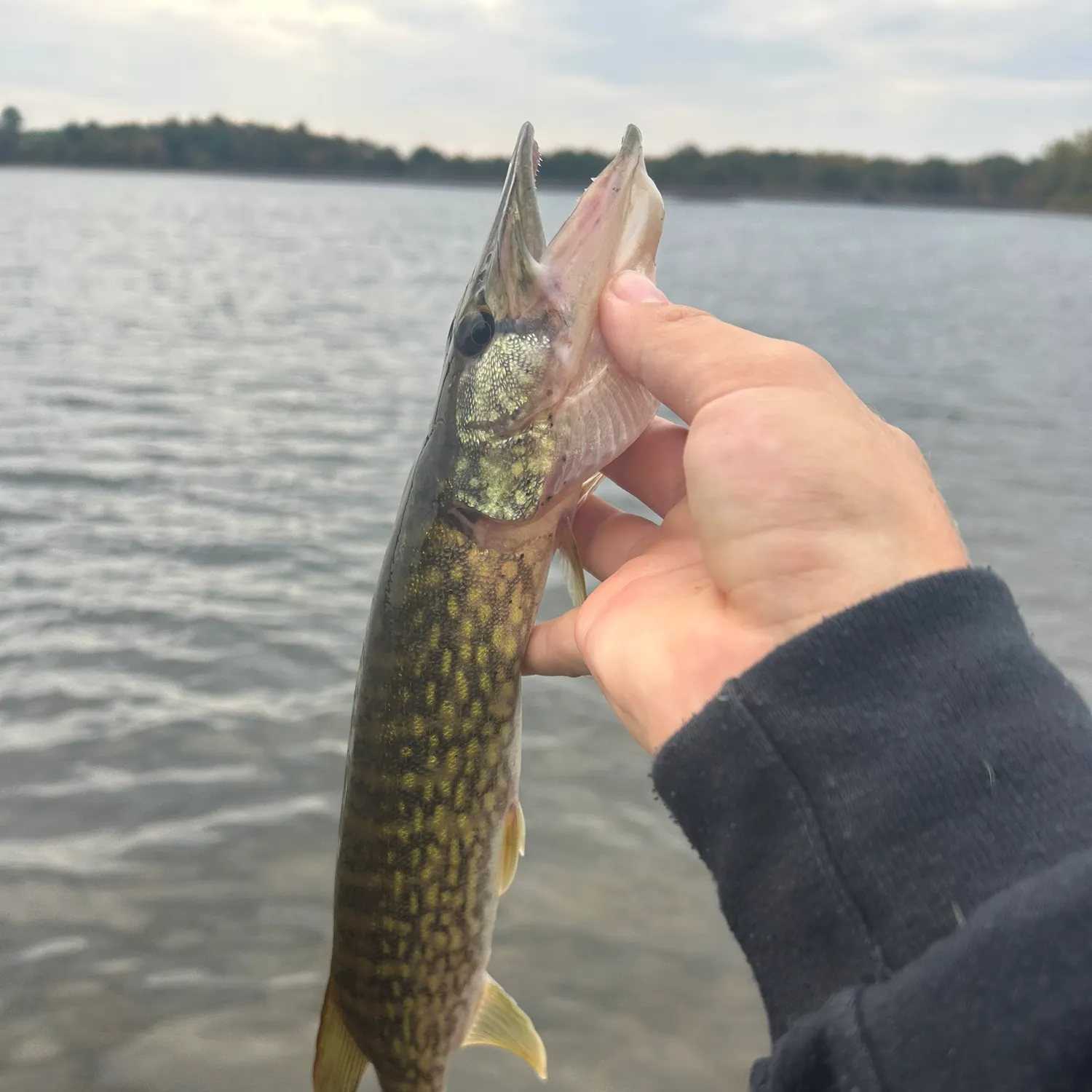 Chain pickerel caught on Fishbrain