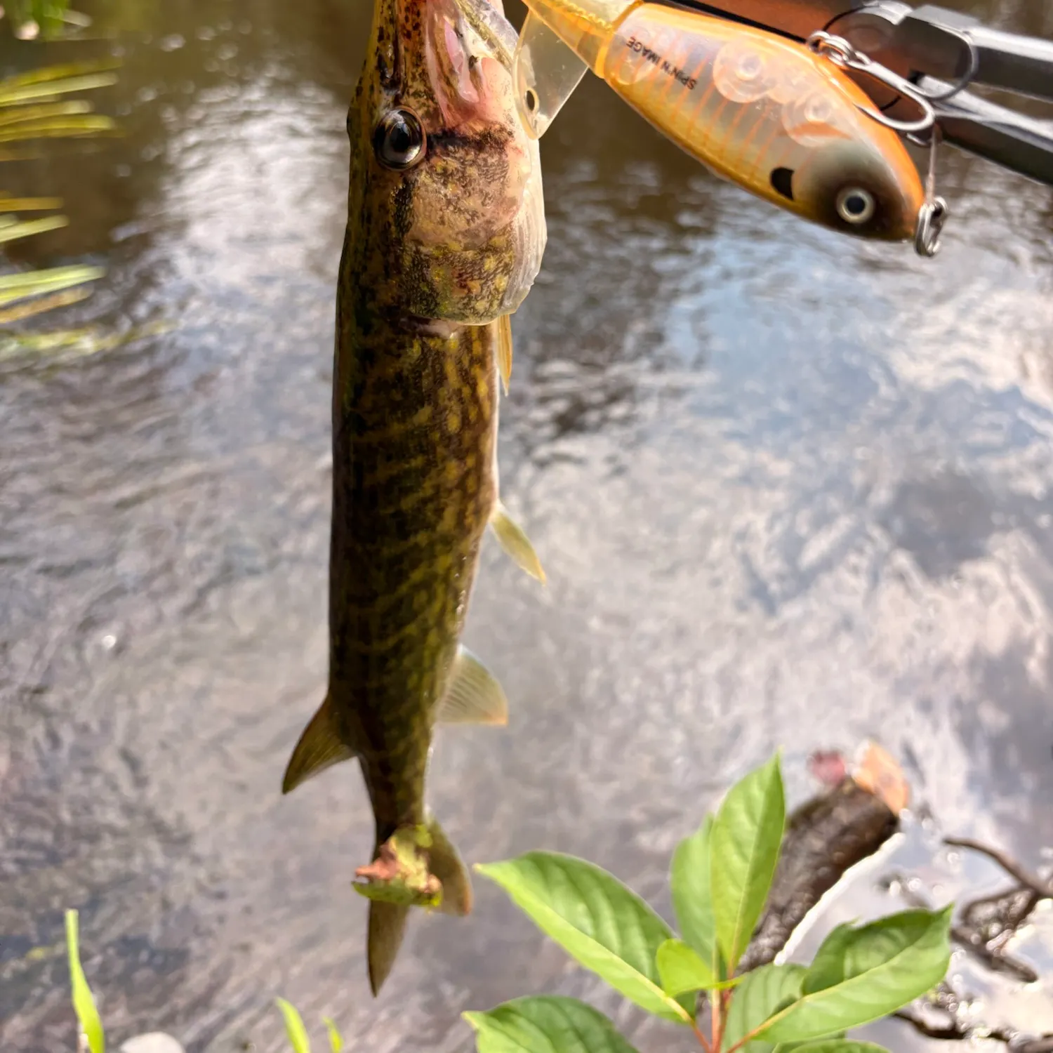 Chain pickerel caught on Fishbrain