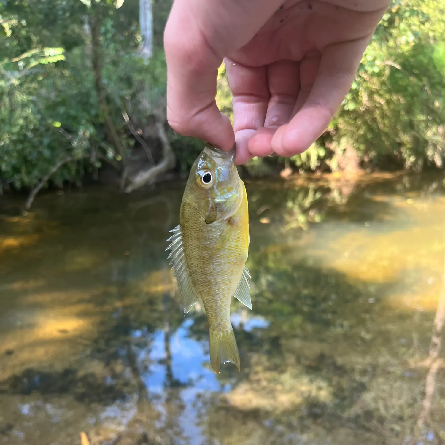 Redbreast sunfish caught on Fishbrain